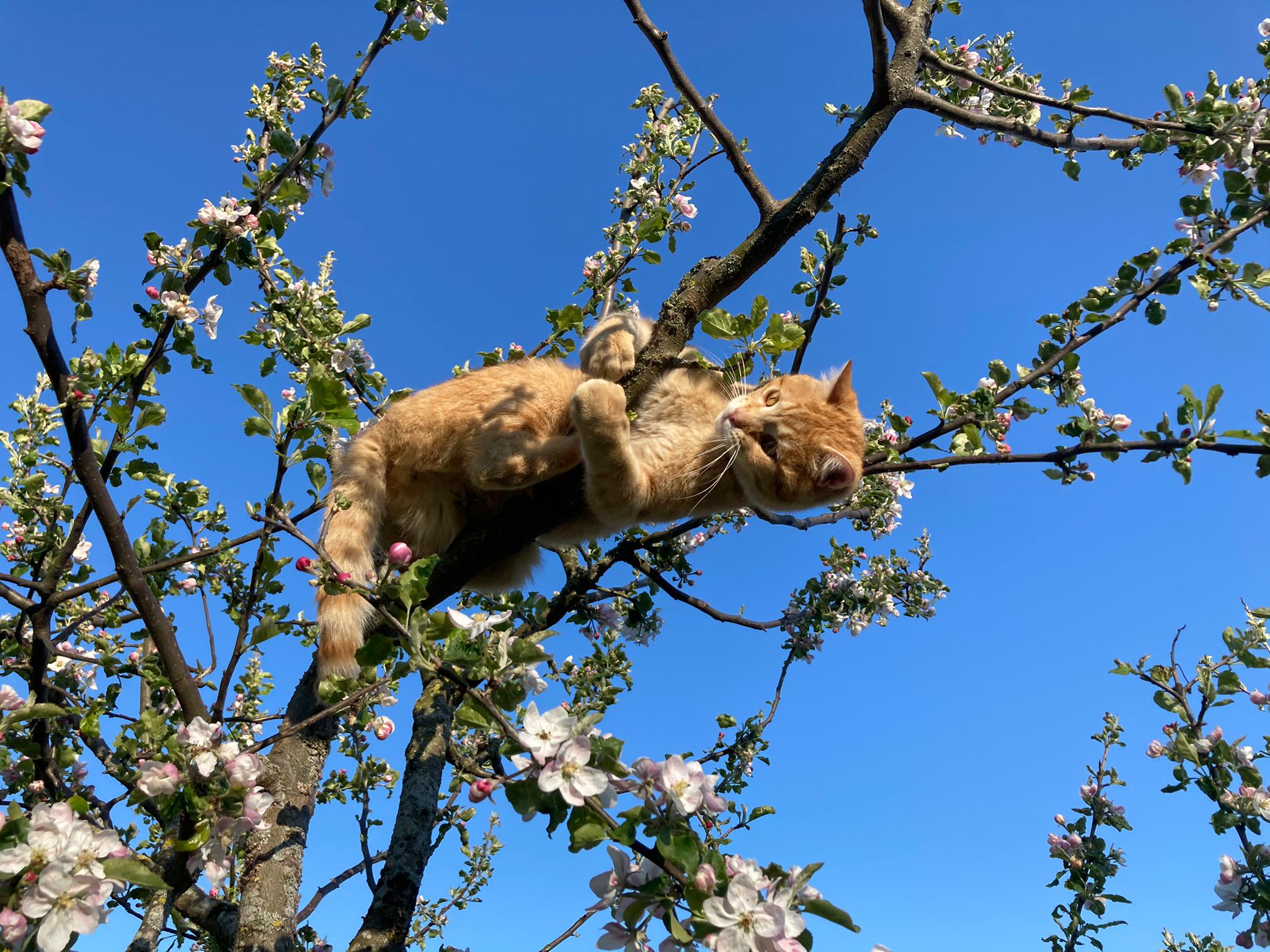 Lis Abbühl Coaching